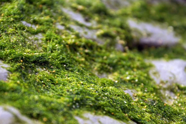 森林岩石上的苔藓 — 图库照片