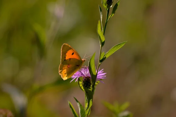 Piękny Motyl Kwiatku — Zdjęcie stockowe