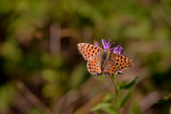 Vlinder Een Bloem — Stockfoto