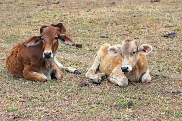 Grupo Vacas Pastando Grama — Fotografia de Stock