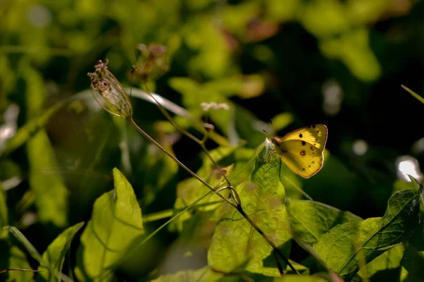 Motýl Zeleném Listu — Stock fotografie