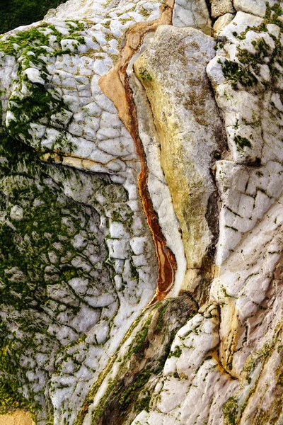 Texture Stone Forest — Stock Photo, Image