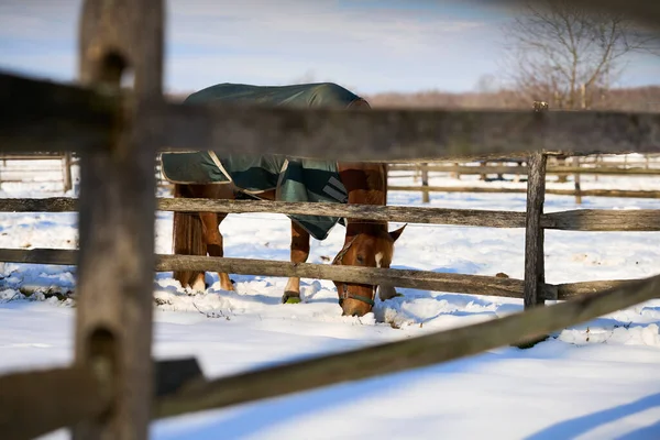 Caballo Paisaje Invierno —  Fotos de Stock