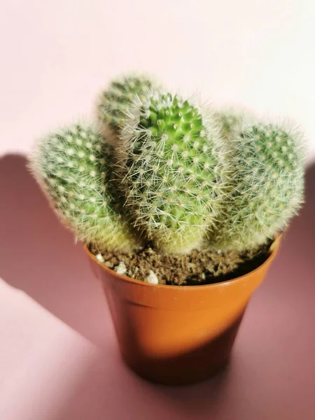 Cactus Una Pentola Sfondo Rosa — Foto Stock