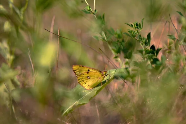 Papillon Sur Une Fleur — Photo