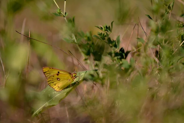 Borboleta Uma Flor — Fotografia de Stock