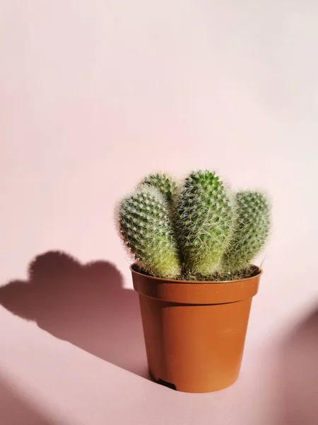 Cactus Una Pentola Sfondo Rosa — Foto Stock