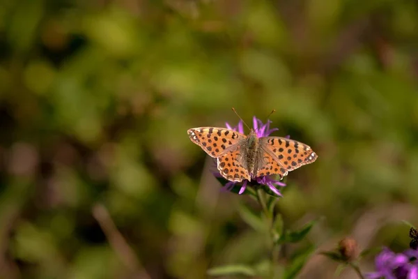 Pillangó Egy Virágon — Stock Fotó