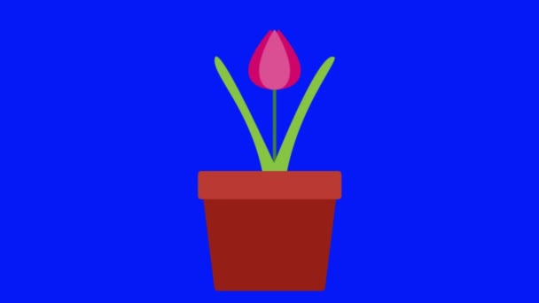 Belle Fleur Pot Sur Fond Bleu — Video