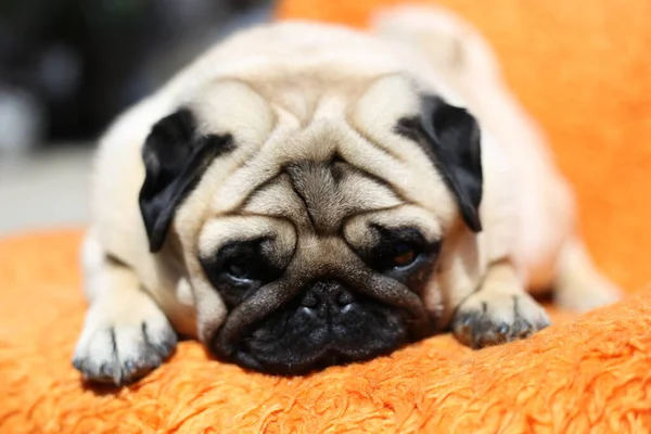 Hundmops Liggande Sängen Lustigt Ansikte Närbild — Stockfoto