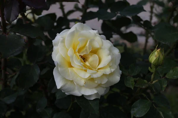 Hermosas Rosas Blancas Jardín —  Fotos de Stock