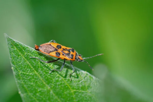 Closeup Red Colorful Shieldbug Cinnamon Bug Corizus Hyoscyami — Stockfoto