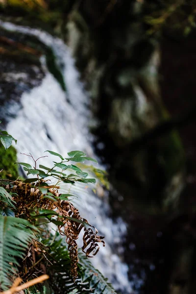 Cachoeira Floresta — Fotografia de Stock