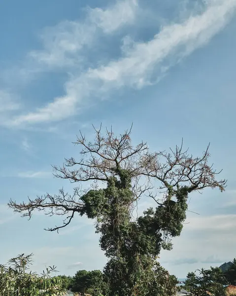 Ramas Árboles Cielo —  Fotos de Stock