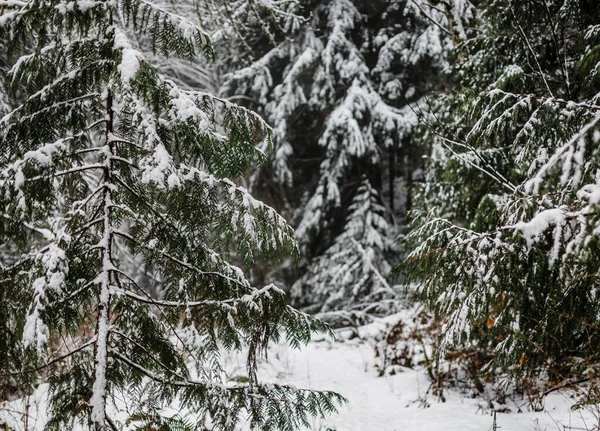 Zasněžené Stromy Lese — Stock fotografie