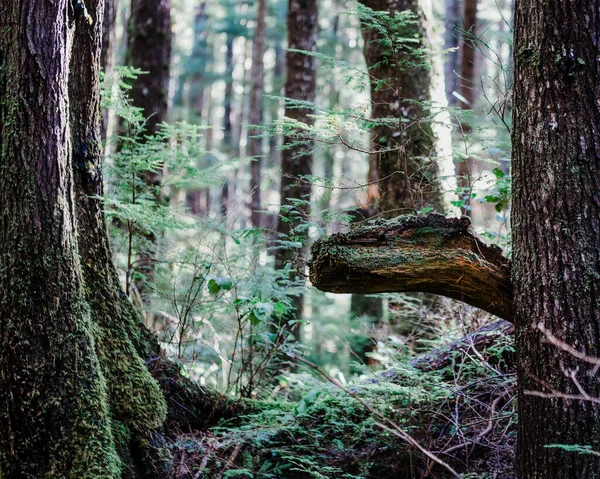 森の中の森の美しい景色 — ストック写真