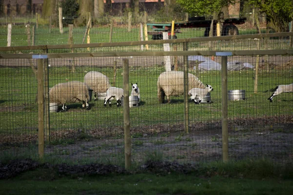 农场里的一群山羊 — 图库照片