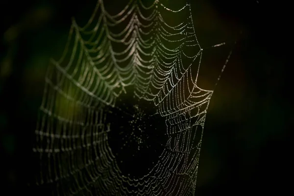 Red Araña Con Gotas Rocío — Foto de Stock