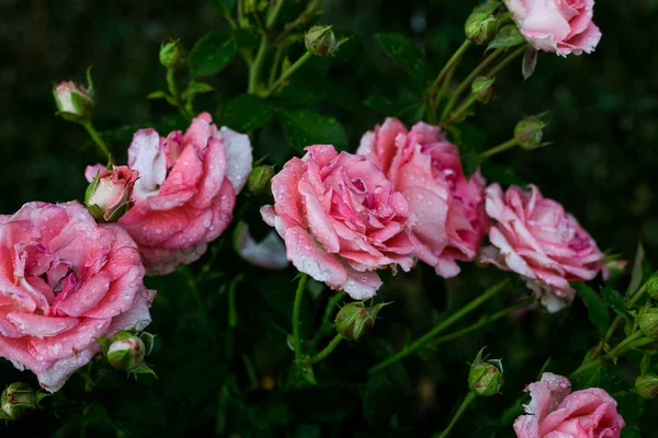 Krásné Růžové Růže Zahradě — Stock fotografie