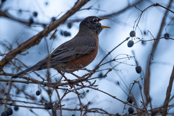 Oiseau Sur Une Branche — Photo