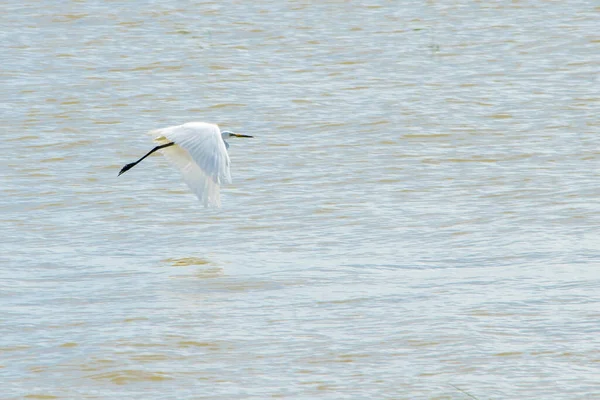 Fehér Egret Vízben — Stock Fotó