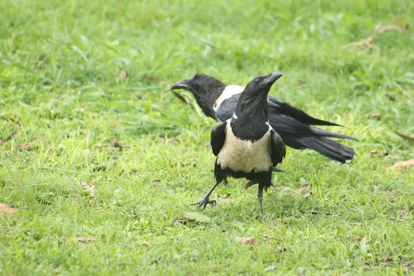 Zwarte Kraaien Het Gras — Stockfoto