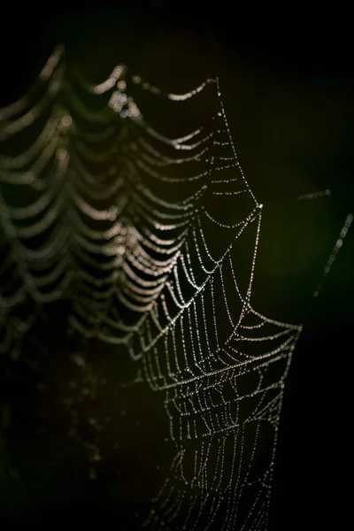 Spinnennetz Auf Schwarzem Hintergrund — Stockfoto