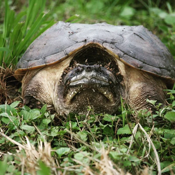 Черепаха Зеленой Траве — стоковое фото