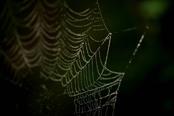 Telaraña Con Gotas Rocío Fondo — Foto de Stock