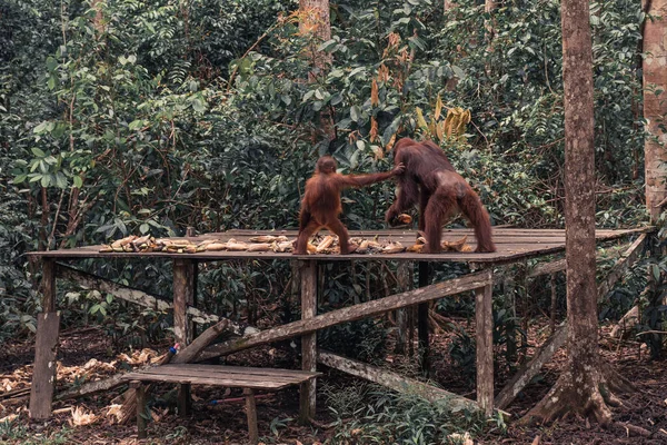 Primer Plano Joven Orangután Bosque — Foto de Stock
