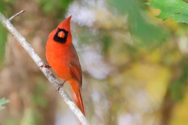 Martin Pêcheur Tête Rouge Perché Sur Une Branche — Photo