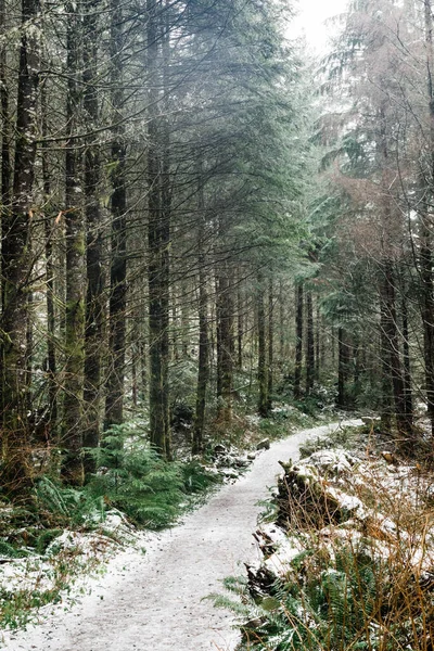 Schöner Wald Den Bergen — Stockfoto