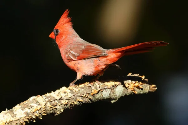 Pássaro Vermelho Ramo — Fotografia de Stock