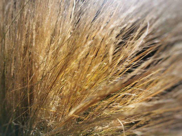 Крупный План Пшеничного Поля — стоковое фото