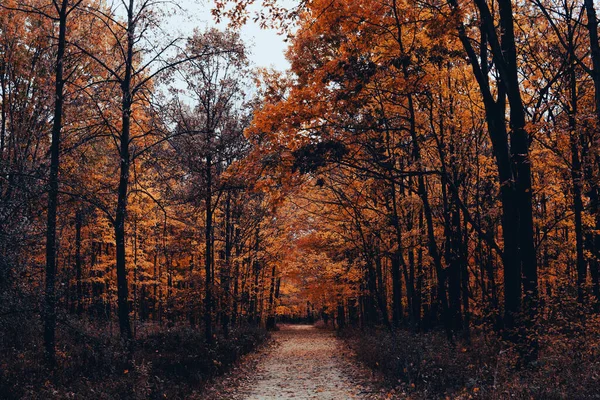 Floresta Outono Com Árvores Folhas — Fotografia de Stock