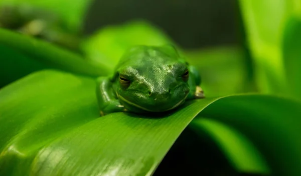 Πράσινος Βάτραχος Κλαδί — Φωτογραφία Αρχείου