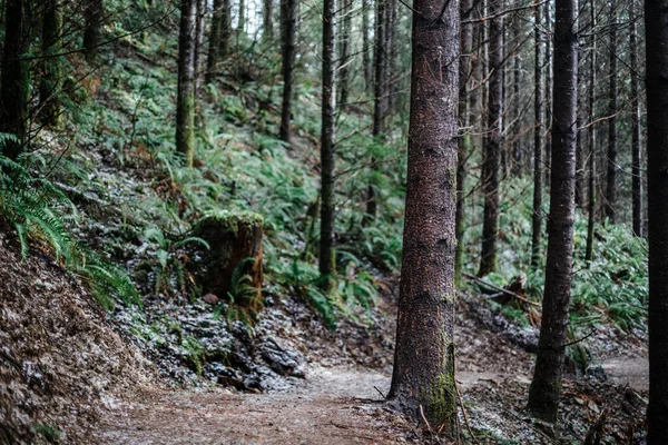 Dağlardaki Güzel Orman — Stok fotoğraf