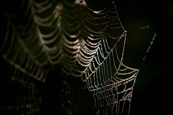 Spinnenweb Een Zwarte Achtergrond — Stockfoto