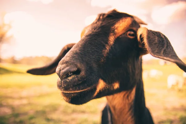 Primer Plano Una Vaca Marrón — Foto de Stock