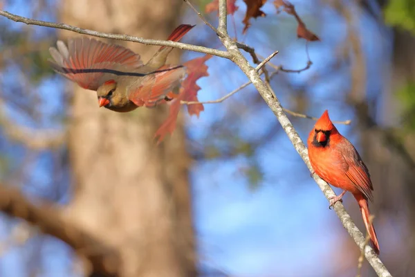 Rood Borst Vogel Een Tak — Stockfoto