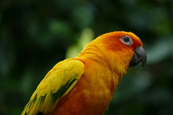 Close Beautiful Parrot — Stock Photo, Image