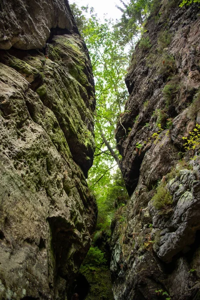 Krásný Výhled Les — Stock fotografie