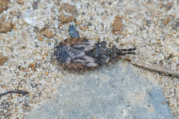 Closeup Common Flatbug Aradus Depressus Sandy Soil — 图库照片