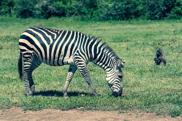 Zebra Trawie — Zdjęcie stockowe