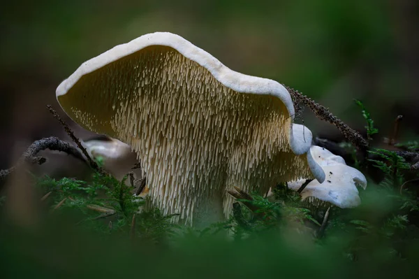 Weißer Pilz Wald — Stockfoto
