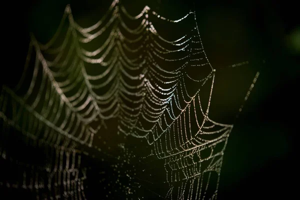 Spinnenweb Een Zwarte Achtergrond — Stockfoto