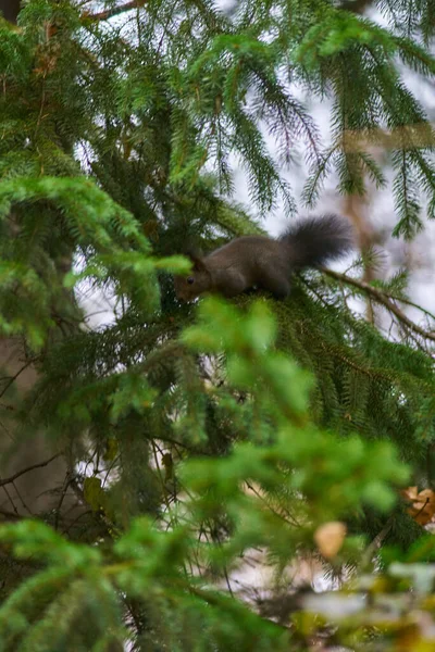 Wiewiórka Zielonym Drzewie — Zdjęcie stockowe