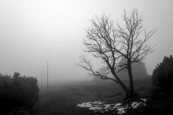 Schöne Landschaft Mit Bäumen Und Nebel — Stockfoto