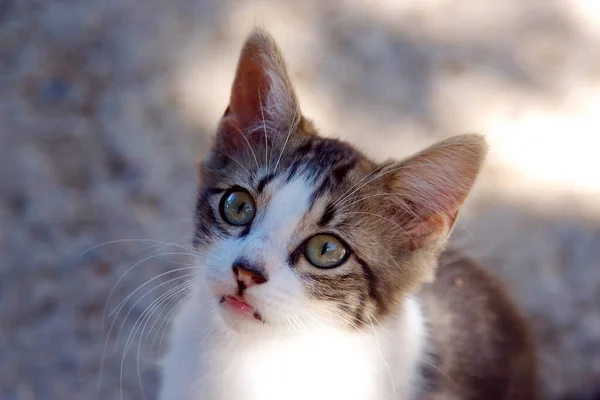 Retrato Lindo Gato —  Fotos de Stock