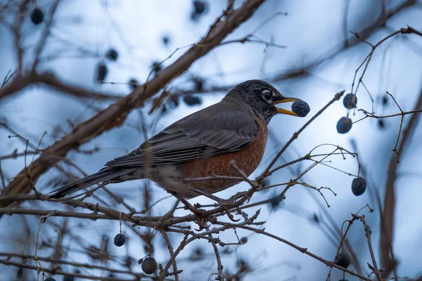 Pássaro Ramo Inverno — Fotografia de Stock